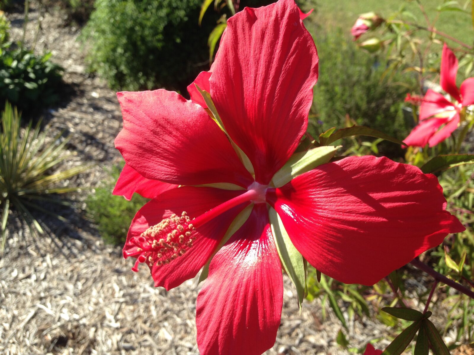 The 12 Best Flowering Bushes for Florida - Southern Garden Nursery
