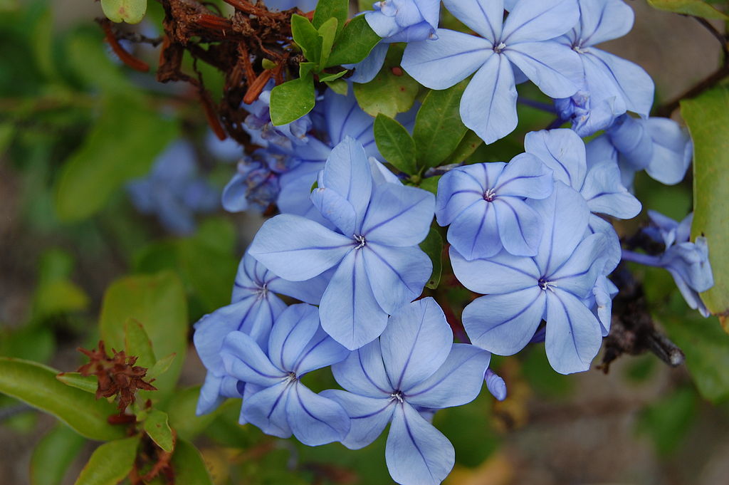 Plumbago is one of the easy care flowering plants for Florida
