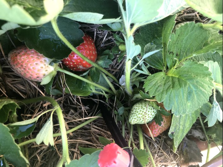 My strawberry plants in December 2019