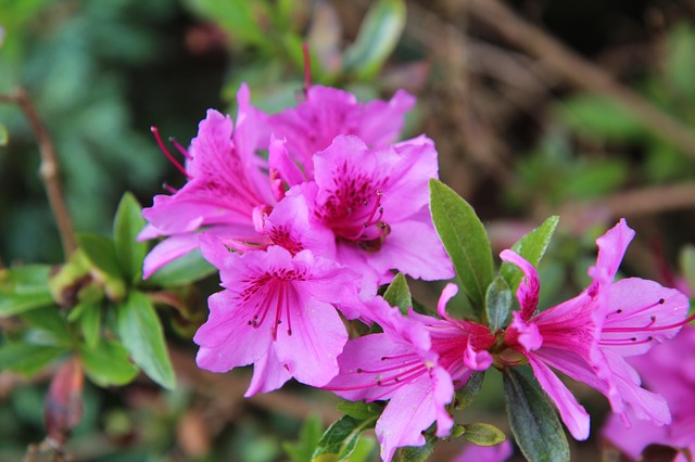 Azalea -- a classic flowering bush for Florida, especiall North Florida