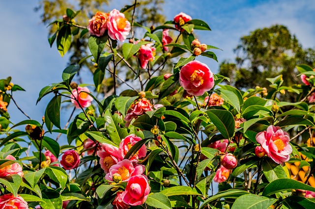 Many cultivars of Camellias grow well in Florida