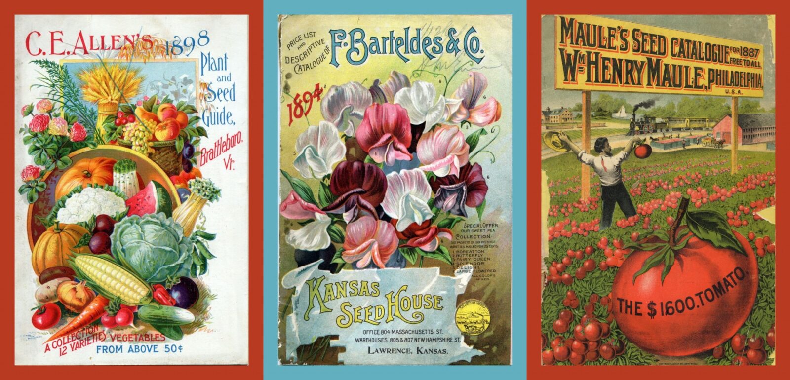 How long do seeds last -- vintage seed catalogs