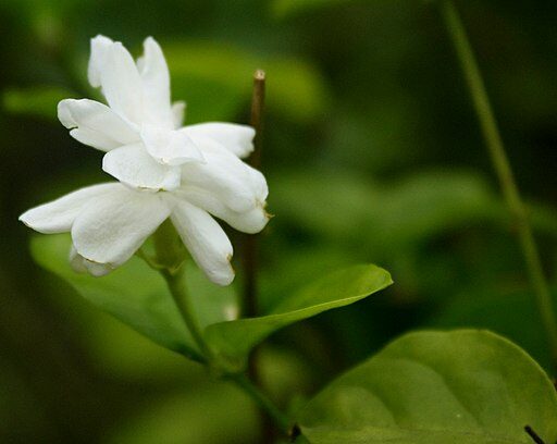 Arabian jasmine is one of the best flowering bushes for the South