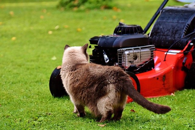 how to fix a lawn mower when the cat is in the way.
