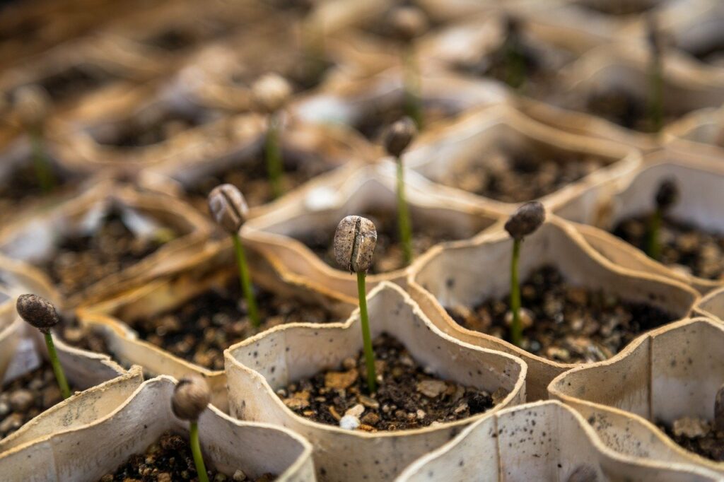 DIY seed trays