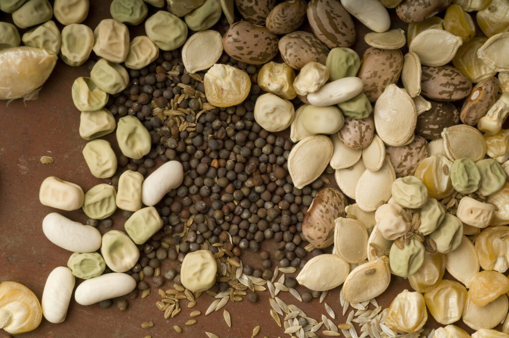 How long do seeds last? Assorted vegetable seeds.