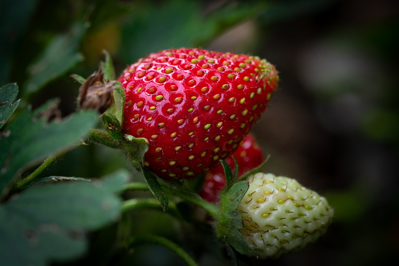 Growing Strawberry plants in a Southern Garden