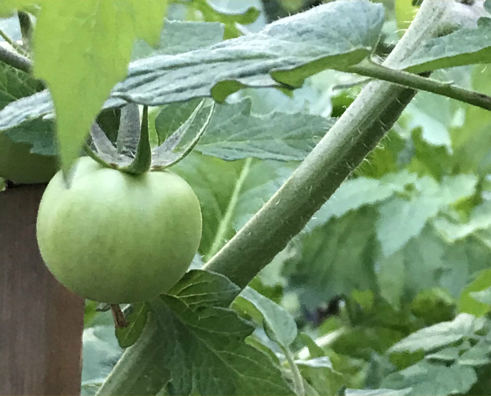 Growing tomatoes in Florida is a labor of love