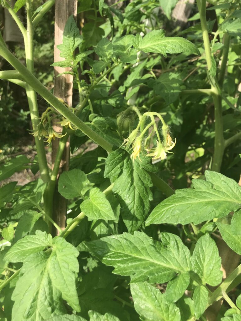 Growing tomatoes in Florida, Homestead determinate