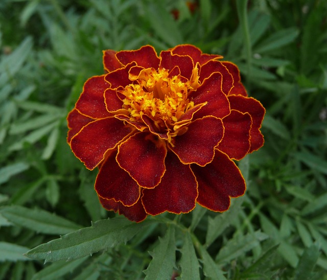 French marigolds can help prevent nematodes in Florida tomato gardens