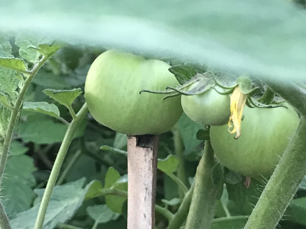 tomato plants