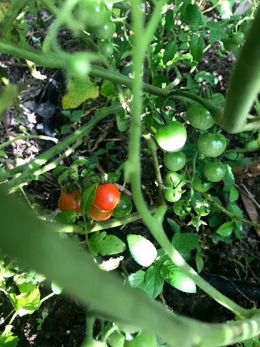 Cherry tomatoes growing near the compost pile