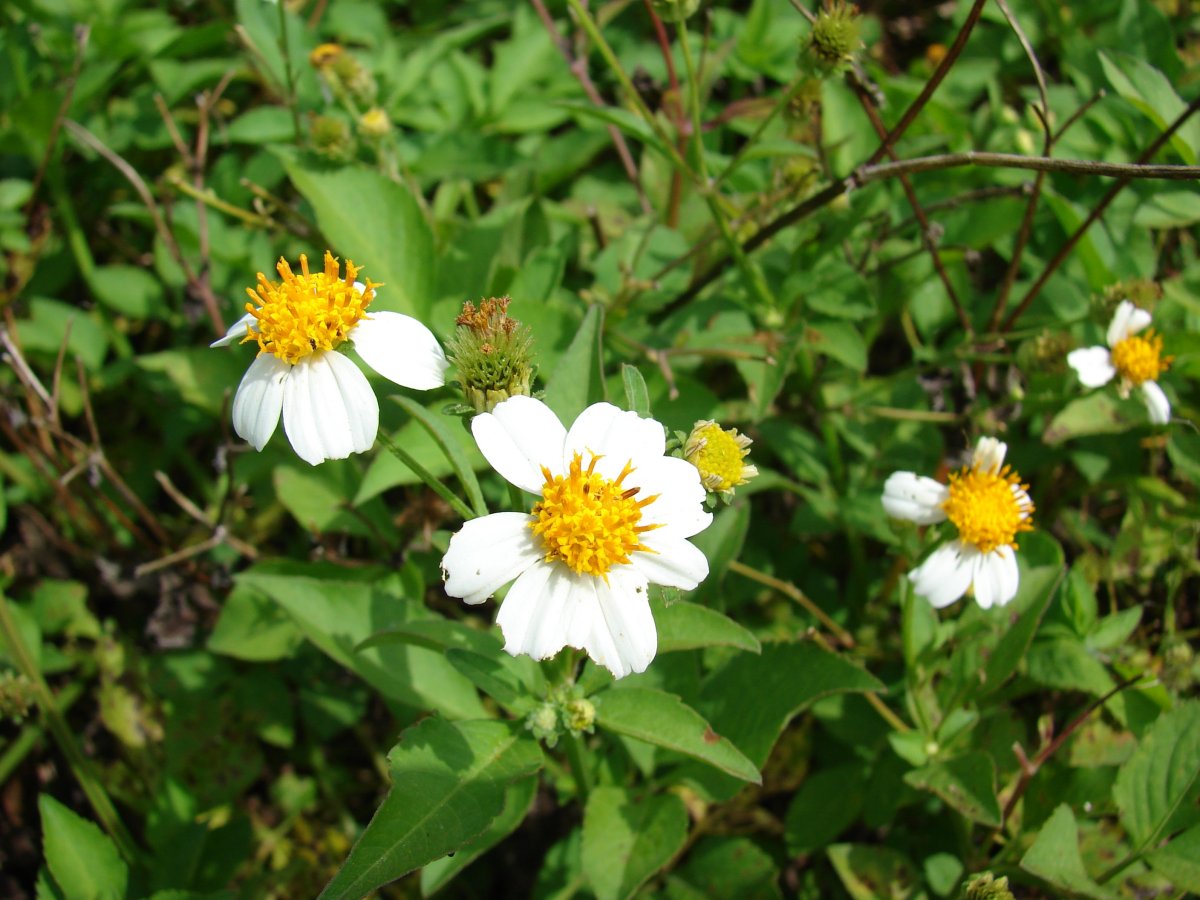 Bidens alba, Spanish needle