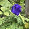 blue butterfly pea vine
