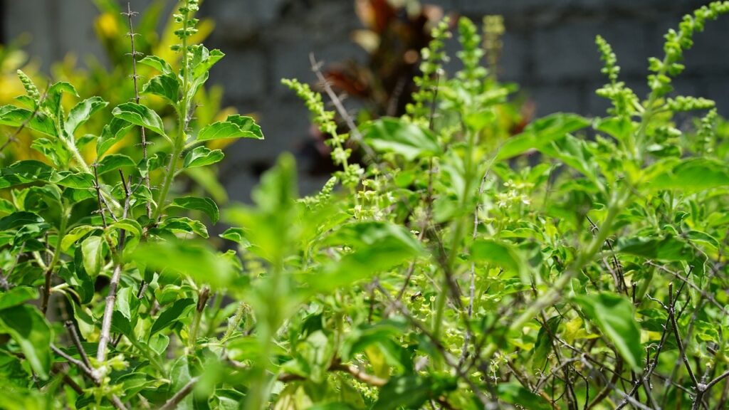 Holy Basil Tulsi Ocimum tenuiflorum