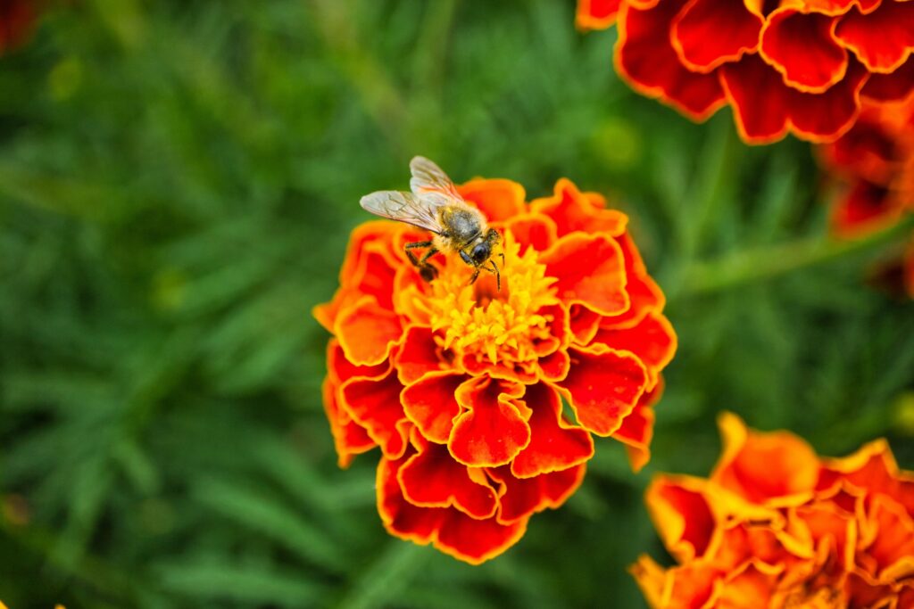 French marigolds