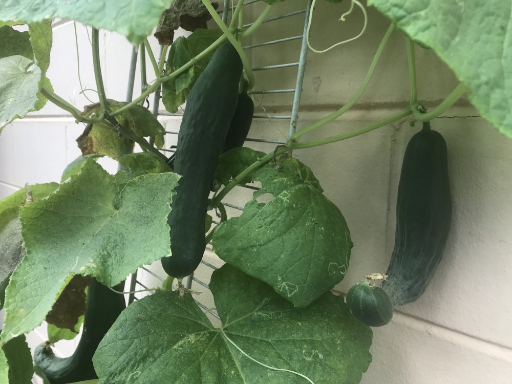 cucumbers in June in Florida