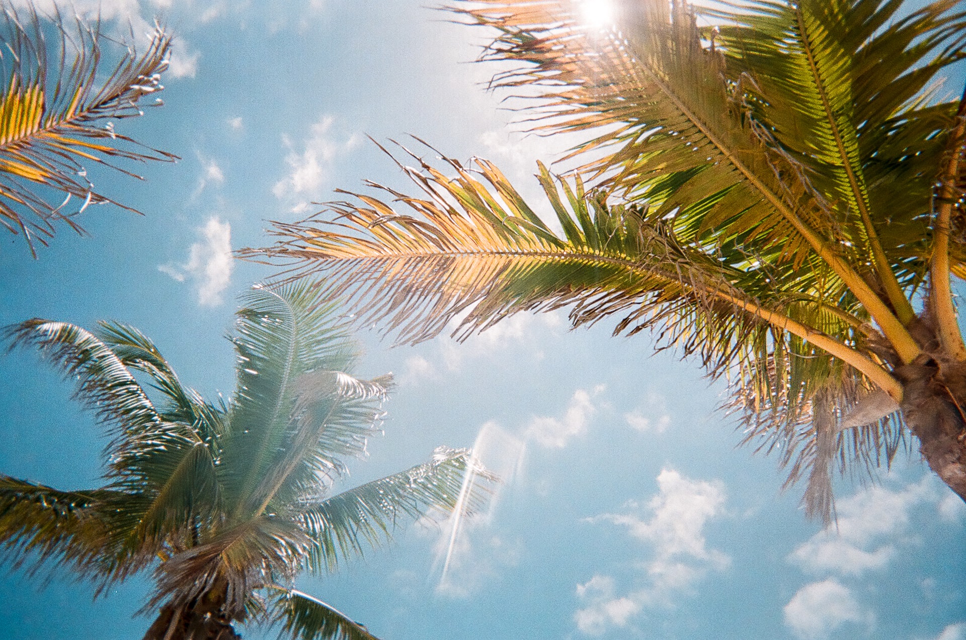 Stick to tropical plants when you want to plant in June in Florida