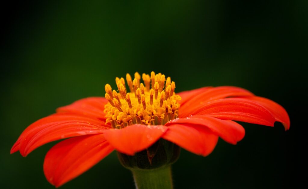 Mexican sunflower, Tithonia bloom
