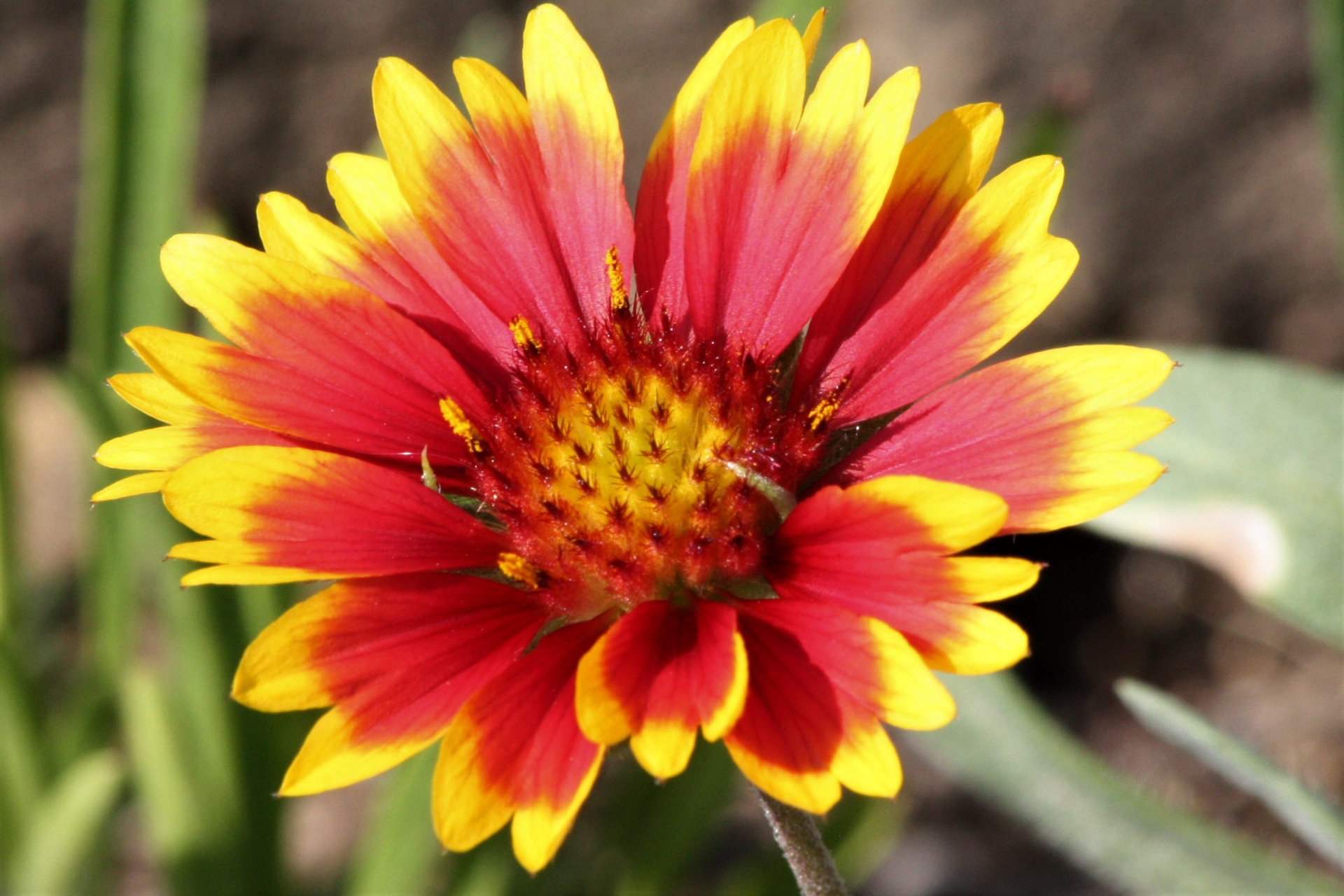 blanket flower for bee garden