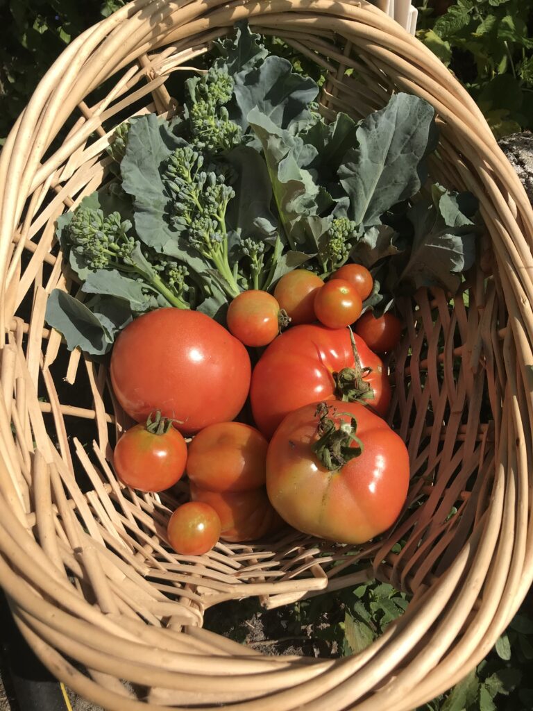 Piracicaba broccoli and tomato harves
