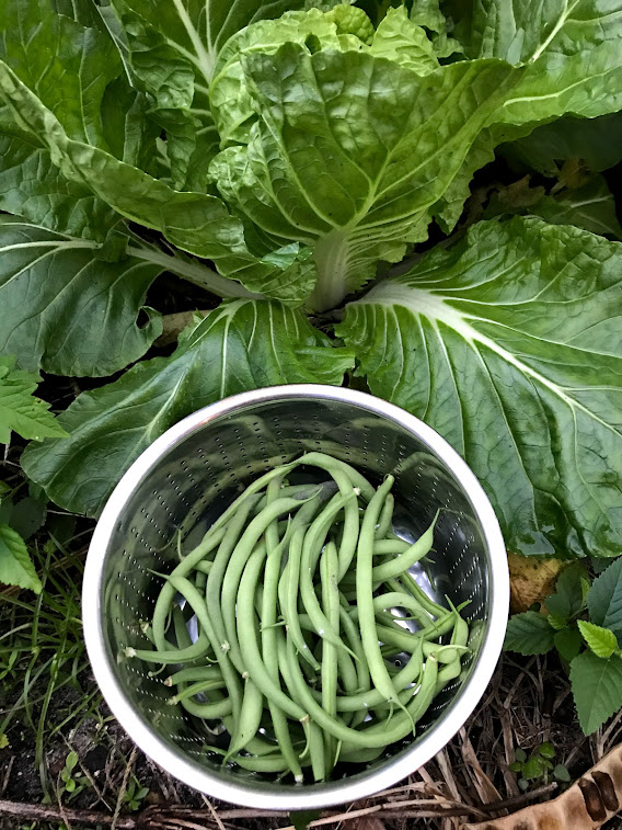 fall gardening vegetables like beans and cabbage
