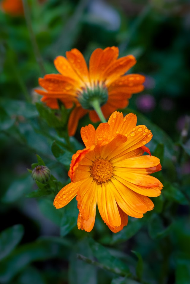 Pot marigold, Calendula officinalis 