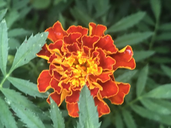 Tagetes patula, French marigold