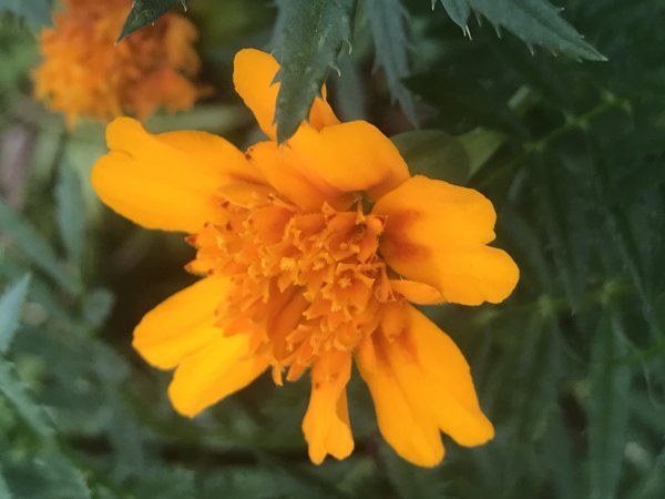 French marigold