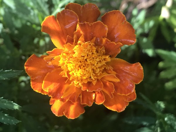 Tagetes patula