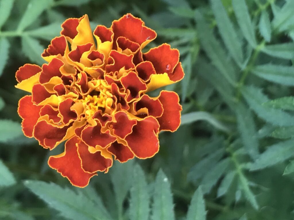 French marigold