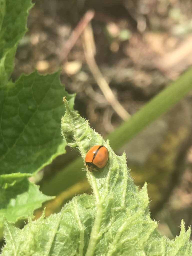 lady bug on squash leaf looking for aphids to eat