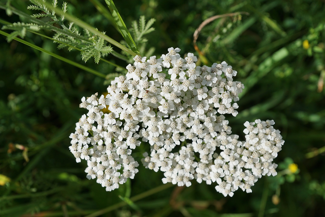 white yarrow