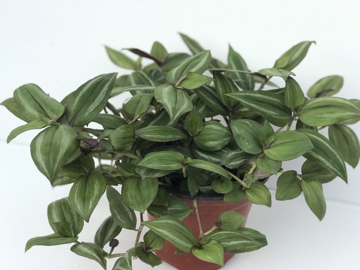 Tradescantia Zebrina, wandering dude