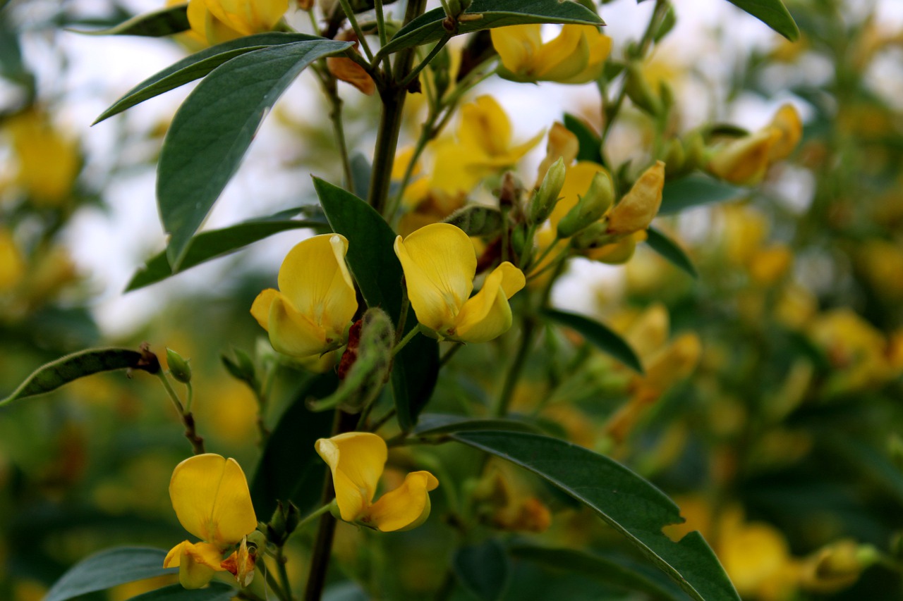 growing pigeon pea flowers for the bees