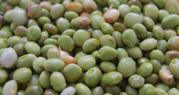 growing pigeon peas for your cooking
