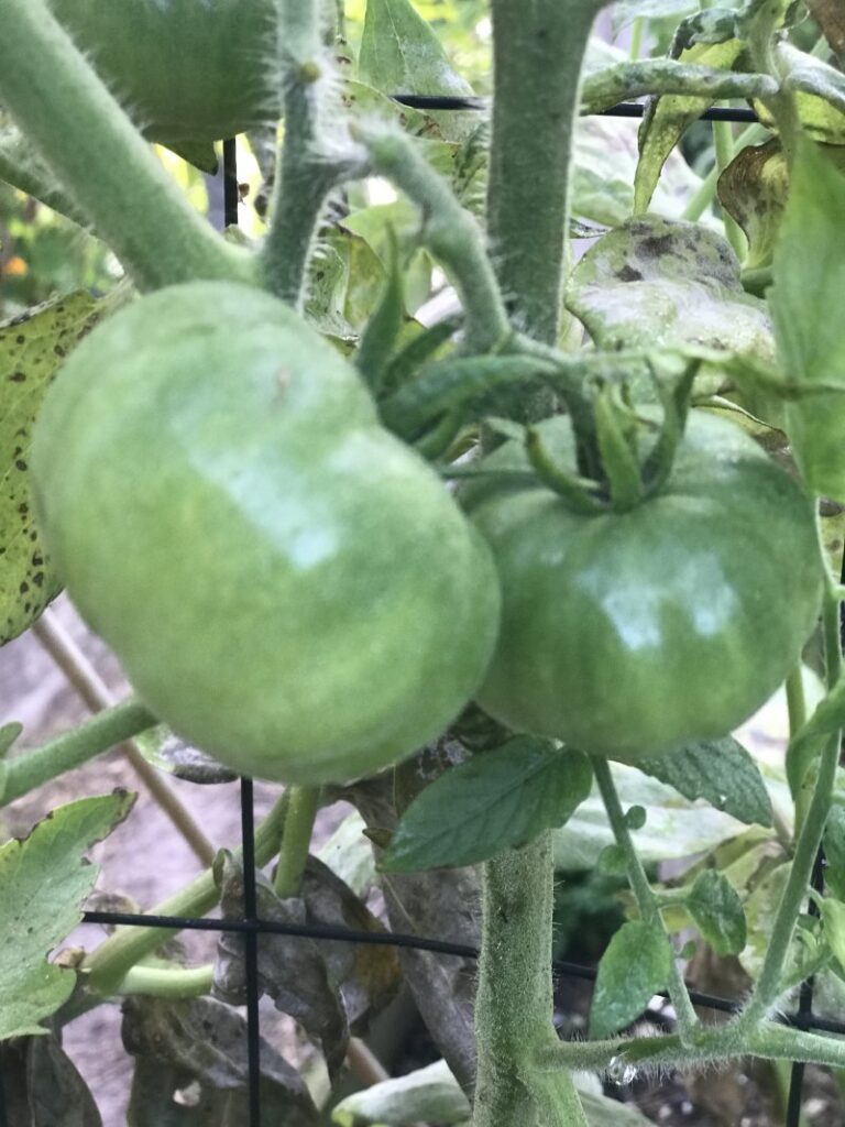 unripe tomatoes on the vine