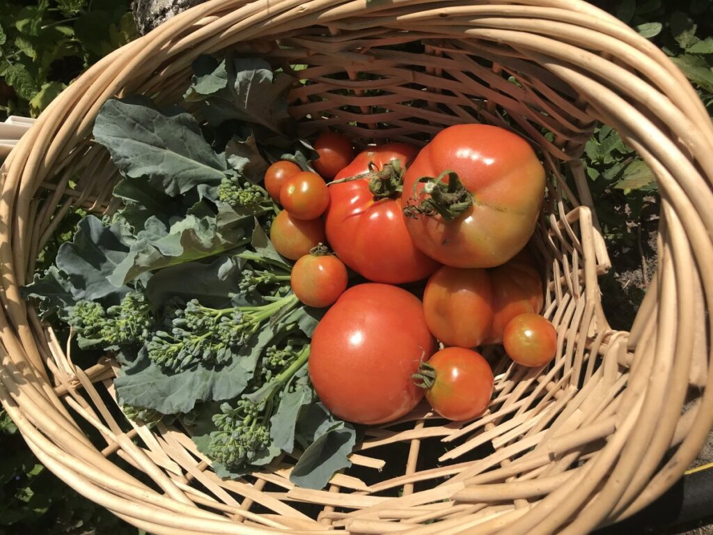 Winter Florida Tomatoes