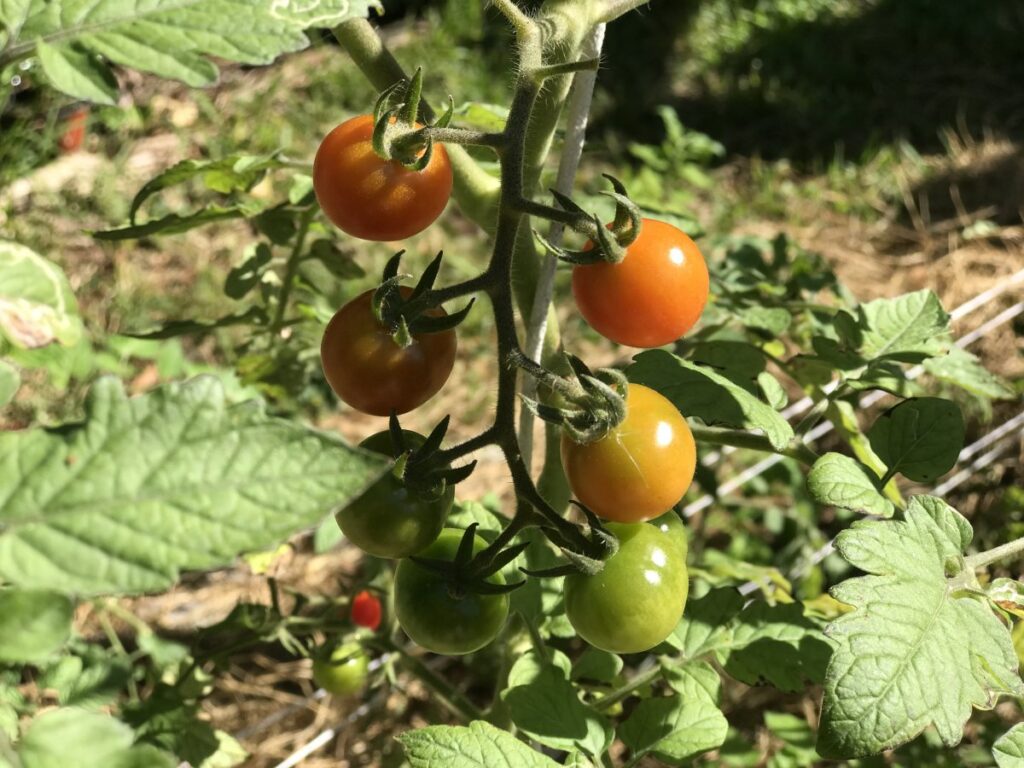 Growing tomatoes in winter in florida