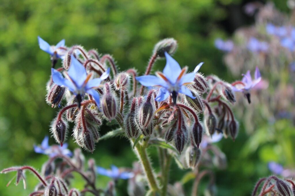 borage flowers from seed