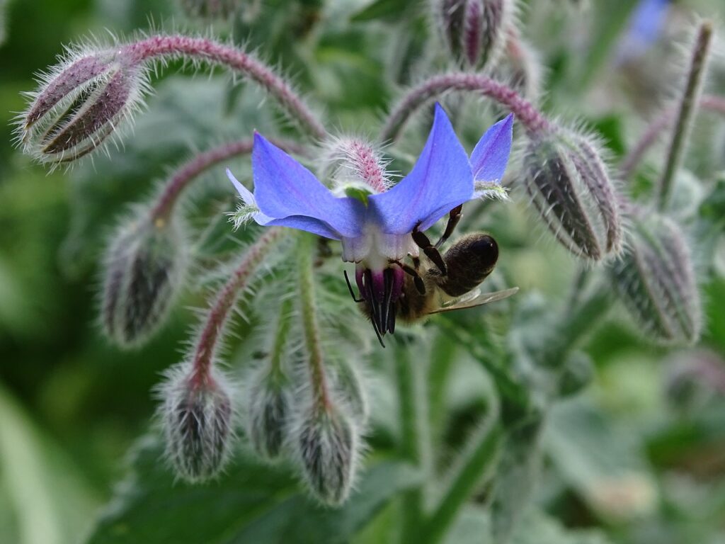borage flower with bee