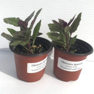 okinawa spinach starter plants