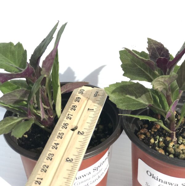 permaculture plant