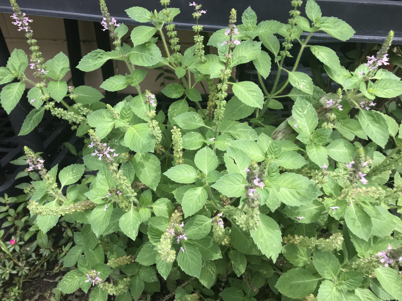 Holy basil, tulsi kapoor