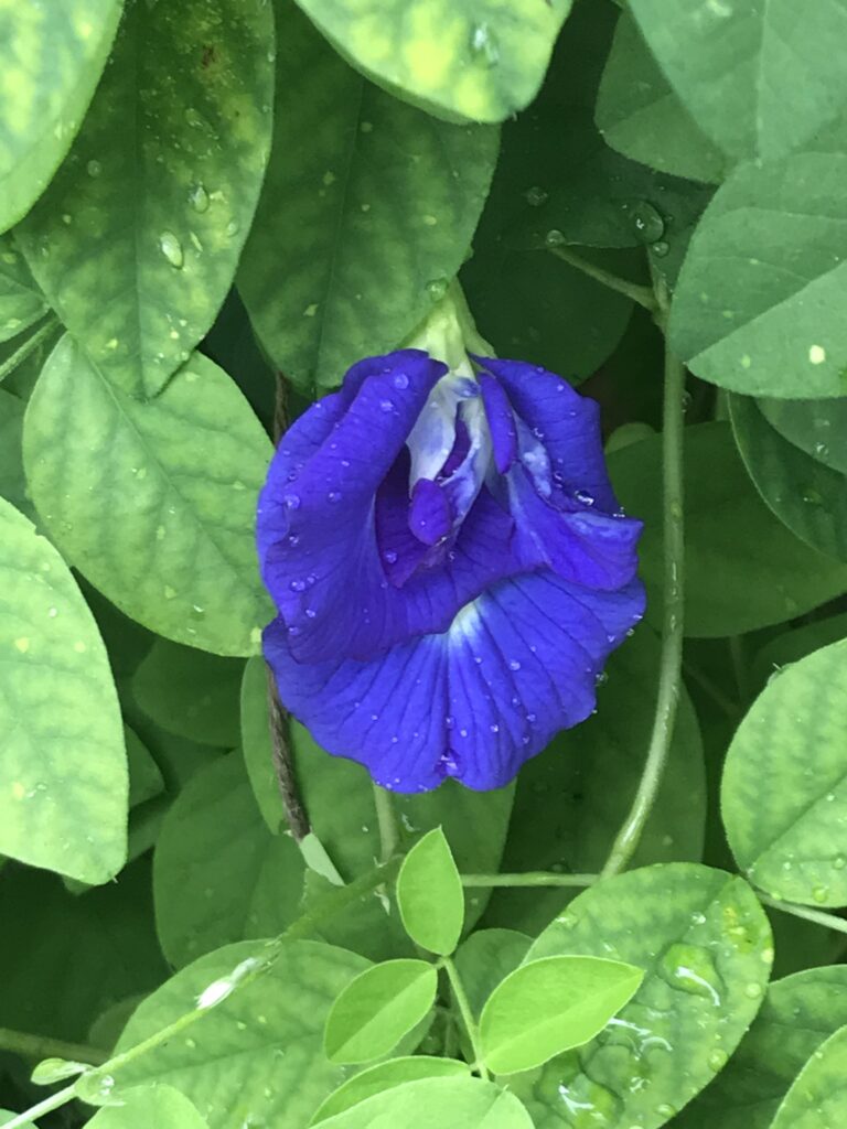 blue butterfly pea vine