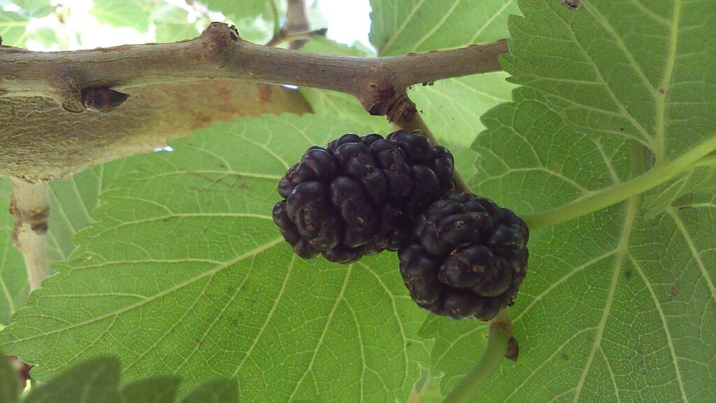Black mulberry fruit tree