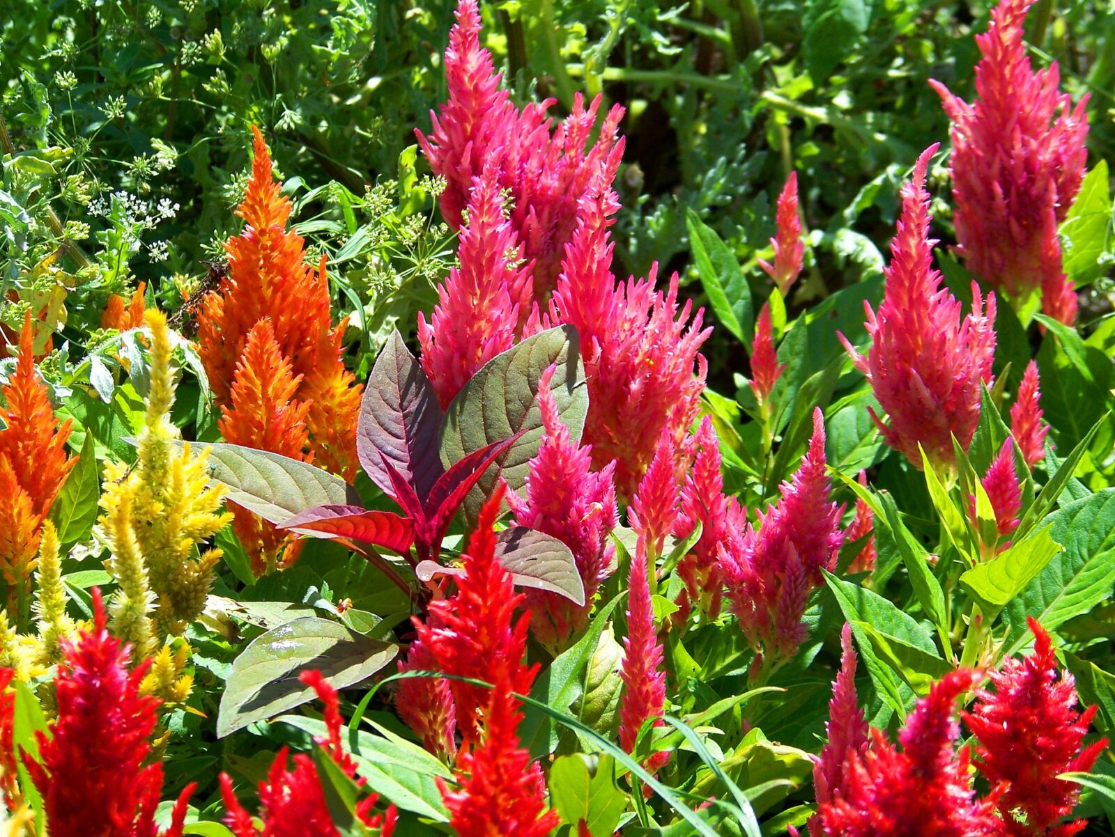 Celosia pollinator plant for bees