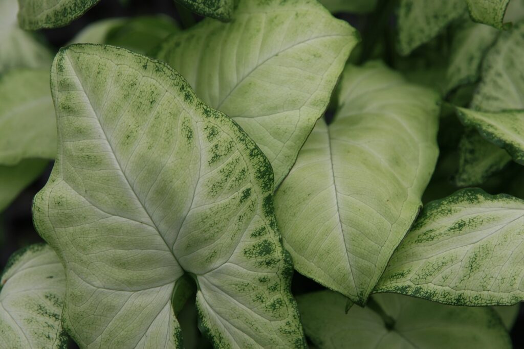 syngonium with white variegated leaves