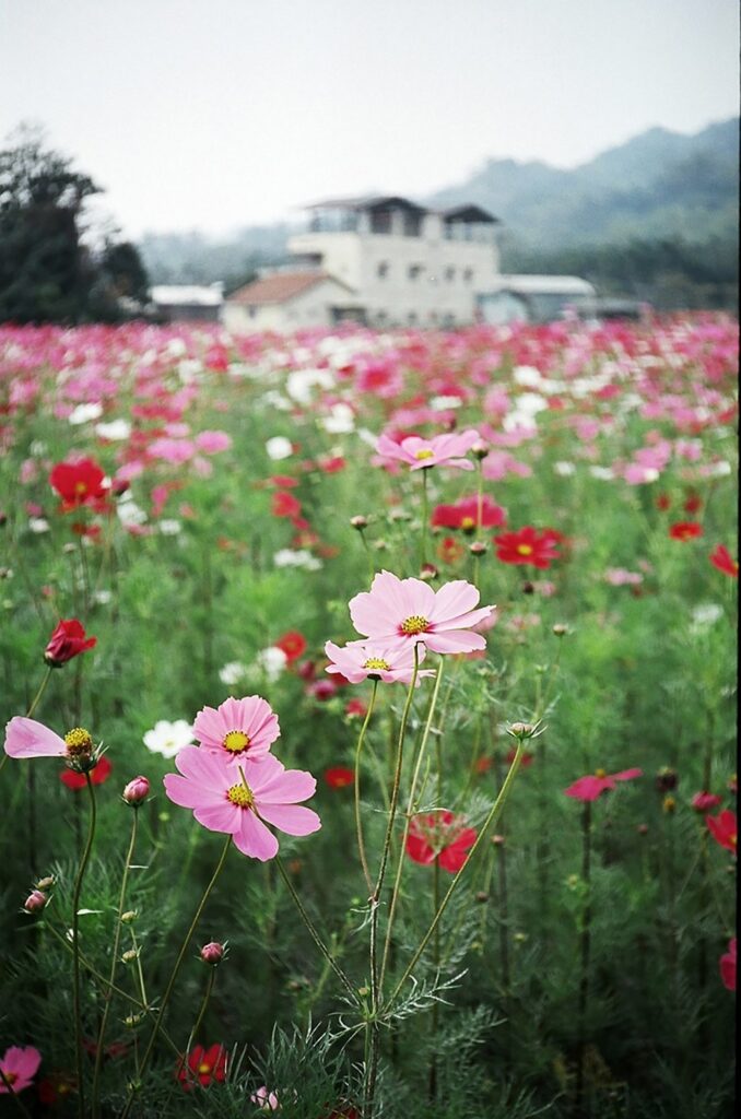 field of cosmos bipinnatus