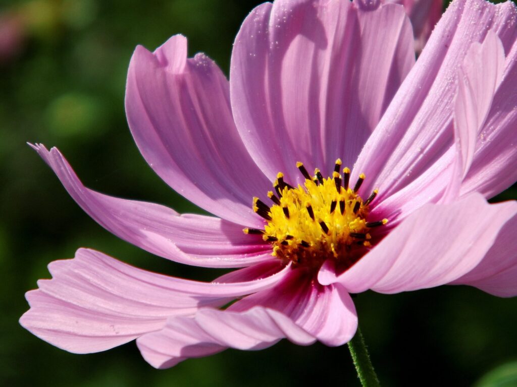 pink cosmos bipinnatus bloom